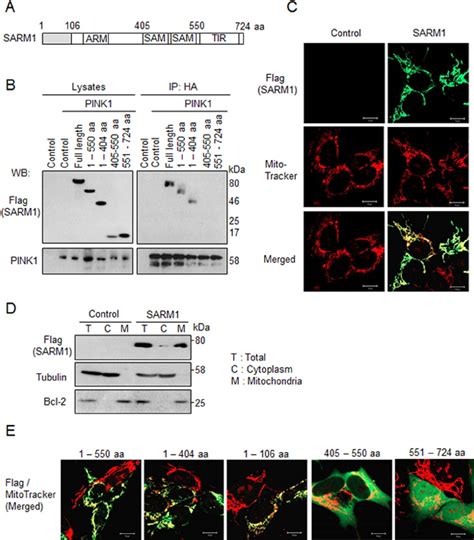 The N Terminal Region Of SARM1 Is Required For The Interaction With