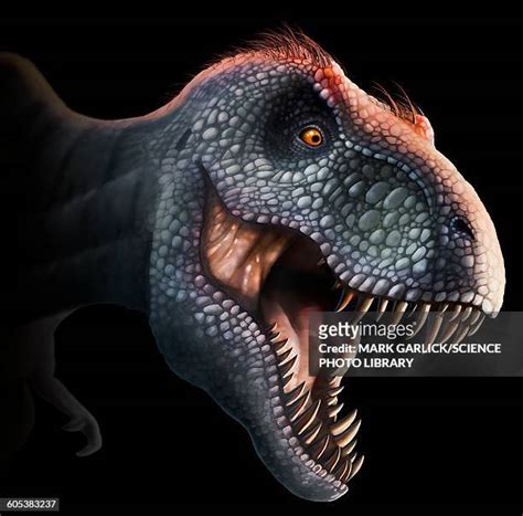 Tyrannosaurus Rex Feathers Photos Et Images De Collection Getty Images