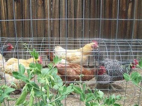 Chicken Tunnel Ideas Design Corral