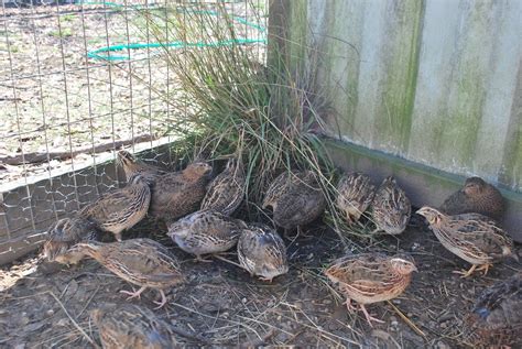 Plant Grasses And Low Bushes In The Quail Pen Quail Are Ground Birds