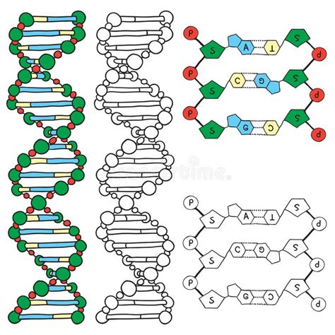 Dna Structure Double Helix On White Background Nucleotide Phosphate Sugar And Bases