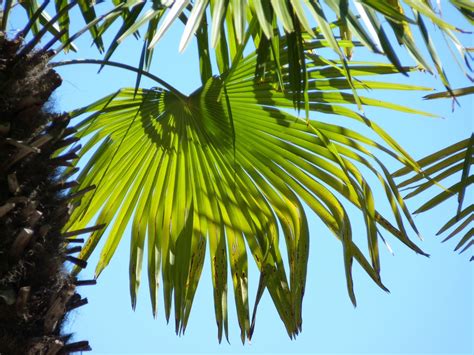 Fotos gratis árbol rama estructura cielo luz de sol textura