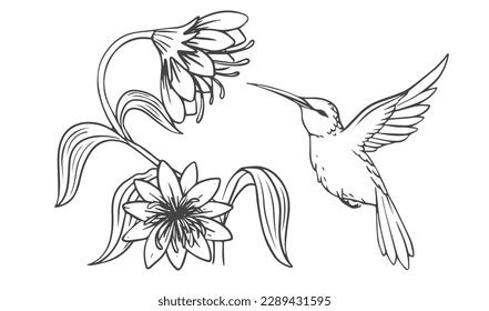 Hummingbird And Flower Line Drawing