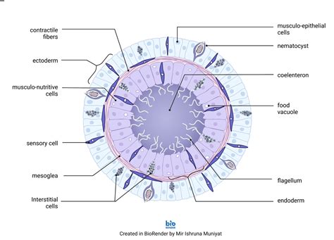 Artstation Cross Section Of Hydra Created In Biorender