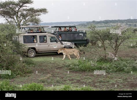 Female Lioness In The Serengeti Walking Near Safari SUV Vehicles Stock