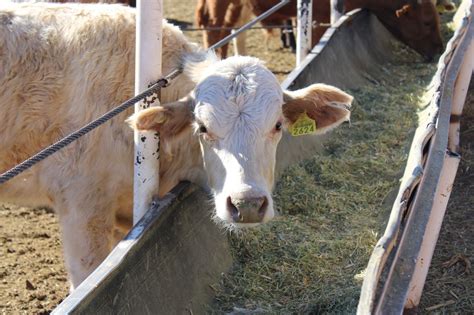 Respalda Estado A Productores Ganaderos Con Adquisici N De Seguro