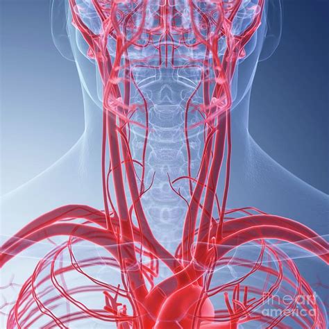 Illustration Of The Blood Vessels Of The Neck Photograph By Sebastian