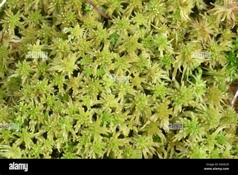 Bog Moss Sphagnum Recurvum Stock Photo Alamy