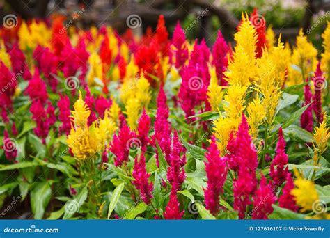 Varieties Of Colorful Celosia Plumosa Flower Commonly Known As The