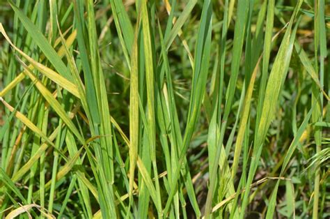 Wheat Update: Leaf Rust Confirmed, Stripe Rust Widespread But at Low Levels | CropWatch ...