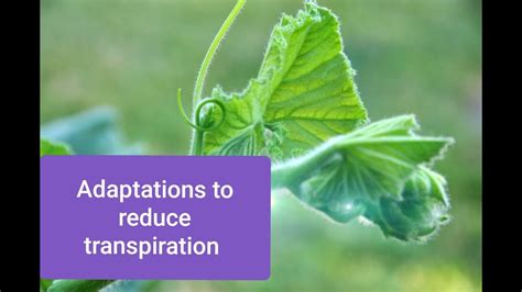 Adaptations To Reduce Transpiration In Plants YouTube