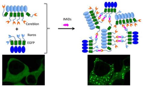 Dynamic Imaging Of Small Molecule Induced ProteinProtein Interactions