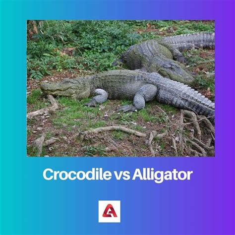 Actualizar 123 Imagen Diferencia Entre El Caiman Y El Cocodrilo