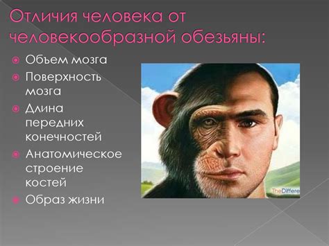 Ближайшие родственники человека - online presentation