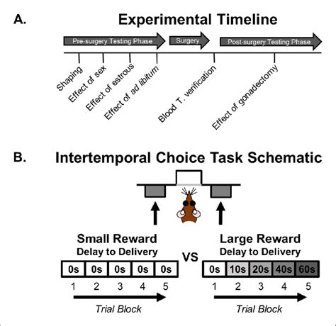 Intertemporal Choice Task And Experiment Timeline A Timeline Of Download Scientific Diagram