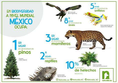 Biodiversidad En Mexico Por Que Es Un Pais Megadiverso Images 35136