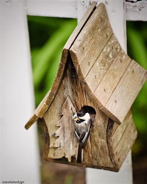 Chickadee Bird House Plans and Designs