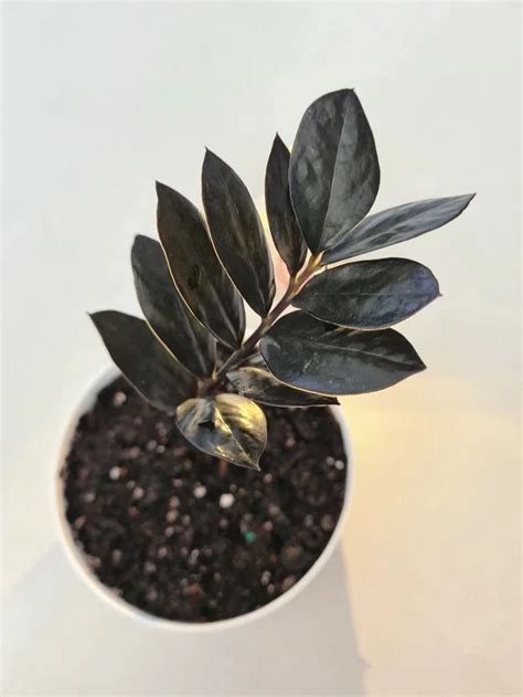 Wholesale Indoor New Variety Of Black Zz Plants Zamioculcas Zamiifolia