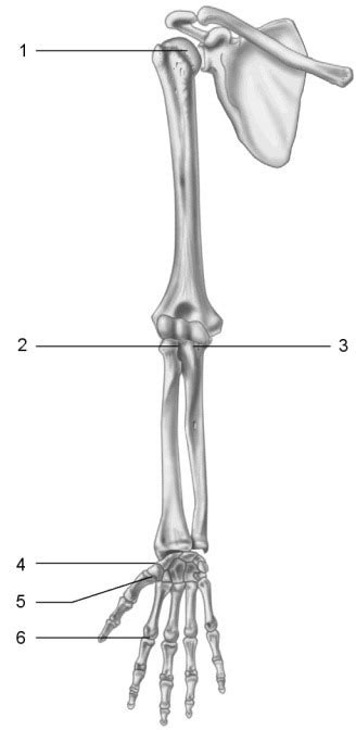 Chapter 8 Joints Diagram Quizlet