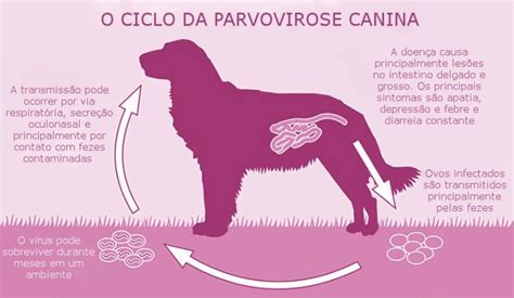 Ciclo Parvovirose