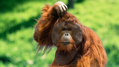 Orangutan Wallpapers - Top Free Orangutan Backgrounds - WallpaperAccess