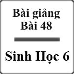 Bài giảng Sinh học 6 bài 48 Vai trò của thực vật và động vật đối với