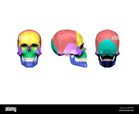 3d Image Of The Skull Structure Stock Photo Alamy