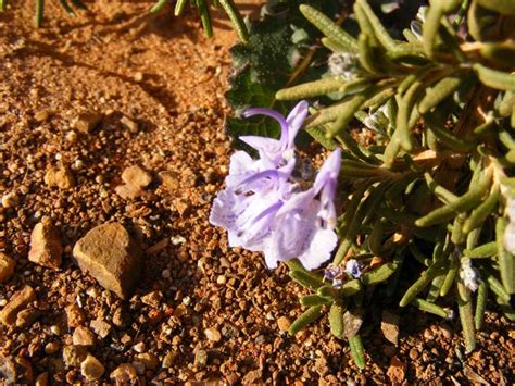 Rosemary Pink Rosmarinus Officinalis Roseus