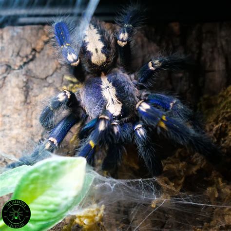 Gooty Sapphire Ornamental Tarantula (Poecilotheria metallica) Care ...