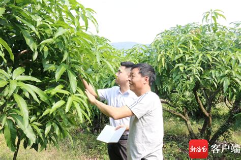 为民办实事丨连续11年被列入为民办实事项目 海南农民小额贷款贴息政策惠及农户逾143万户手机新浪网