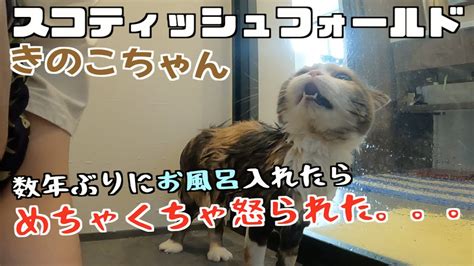 猫を数年ぶりにお風呂に入れたら、虐待動画みたいになっちゃった・・・【ごめん】 Youtube