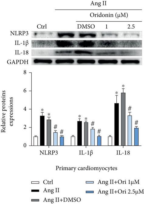 Ang II Induced Inflammation Was Inhibited By Oridonin Detection Of