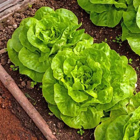 1200+ Gourmet Mixed Lettuce Seeds - Honest Seed Co.