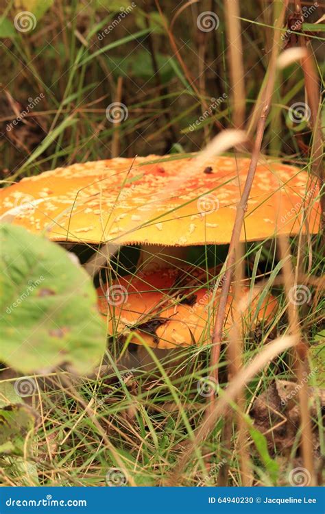 Flat Topped Mushroom Fall Forest Stock Photos Free And Royalty Free
