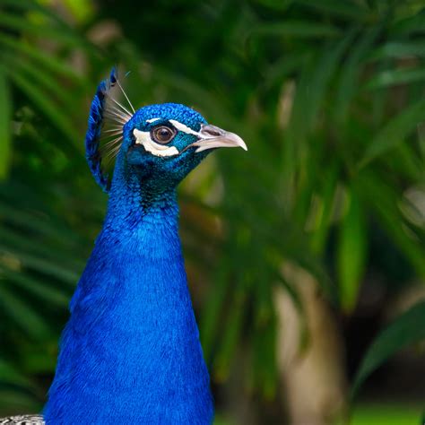 Male Peacock Free Stock Photo Public Domain Pictures