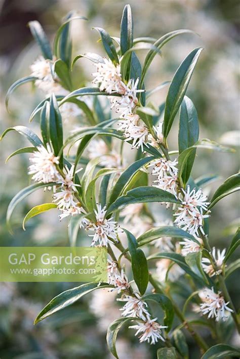 Sarcococca Hookerian Stock Photo By Richard Bloom Image 0578184