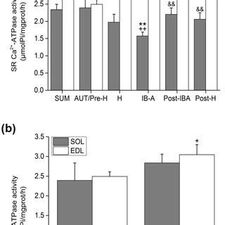 Effects Of Hindlimb Unloading On Sr Ca Atpase Activity In The Sol