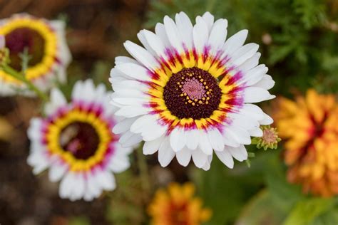 El Chrysanthemum Carinatum La Magia Del Crisantemo Tricolor Interflora