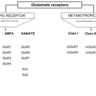 Classification of the glutamate receptors. | Download Scientific Diagram