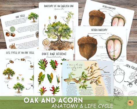 OAK & ACORN Anatomy, Oak Life Cycle, Tree Mini Unit Study, Homeschool ...