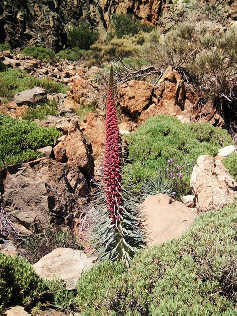 Banco De Imagens Natureza Rocha Regi O Selvagem Plantar Trilha