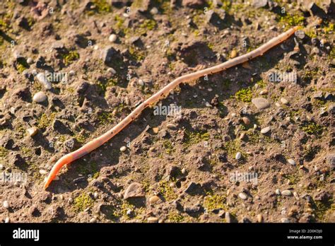 Lombricus Terrestris Hi Res Stock Photography And Images Alamy