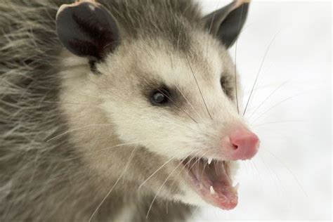 Virginia opossum | Description, Habitat, & Facts | Britannica.com