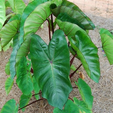 Royal Hawaiian Punch Elephant Ear - Etsy