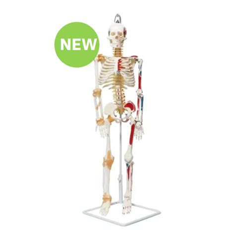 Skeleton With Ligament Muscle 85cm Eduscience Video Gallery