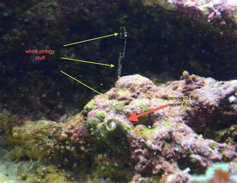 Tube Worms Reef Tank