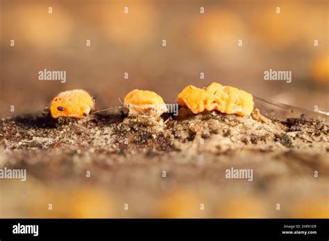 Nectria Cinnabarina Coral Spot Fungus Norfolk Uk Stock Photo Alamy