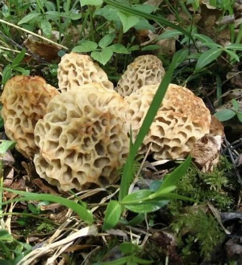 Morel Mushroom Grow Kit 4 X 60 Gram Kits Mushroom Grow Kit Proven