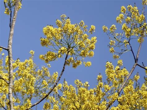 Árbol Del Zope Schizolobium Parahyba · Naturalista Colombia