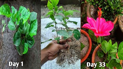 জবা গাছের ডাল থেকে চারা তৈরি খুব সহজ পদ্ধতিতে How To Grow Hibiscus